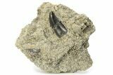 Allosaurus Tooth In Rock - Bone Cabin Quarry, Wyoming #263887-1